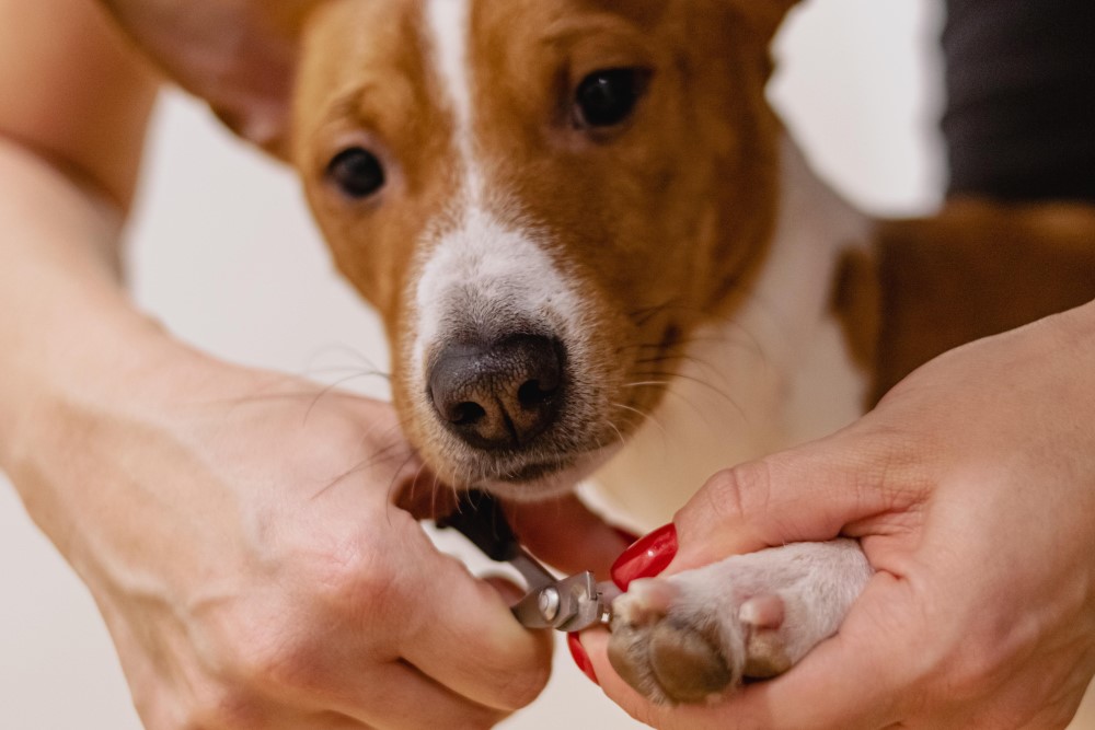 Pet Supplies